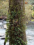 Click to see Y-G9-P1000018.JPG