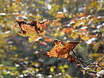 Click to see Y-G9-P1000022.JPG