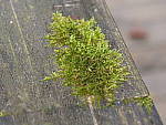 Click to see Y-G9-P1000031.JPG