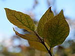 Click to see Y-G9-P1000065.JPG