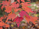 Click to see Y-G9-P1000071.JPG