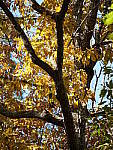 Click to see Y-G9-P1000140.JPG