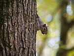 Click to see Y-G9-P1000378.JPG
