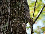 Click to see Y-G9-P1000380.JPG