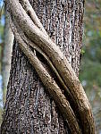 Click to see Y-G9-P1000383.JPG