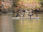 Click to see Y-G9-P1000448.JPG