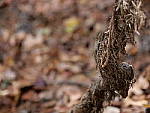 Click to see Y-G9-P1000579.JPG