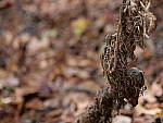Click to see Y-G9-P1000581.JPG