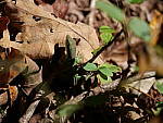 Click to see Y-G9-P1000587.JPG