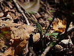 Click to see Y-G9-P1000593.JPG