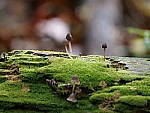 Click to see Y-G9-P1000601.JPG