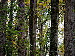 Click to see Y-G9-P1000603.JPG