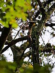 Click to see Y-G9-P1000617.JPG