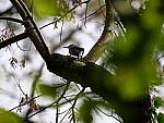 Click to see Y-G9-P1000623.JPG