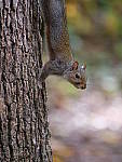 Click to see Y-G9-P1000654.JPG