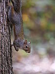 Click to see Y-G9-P1000661.JPG
