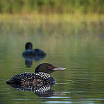 Click to see Y-JG-G95-0391-MOD.JPG