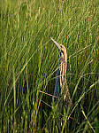 Click to see Y-JG-G95-0563-MOD.JPG