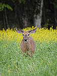 Click to see Y-JG-G95-0637.JPG