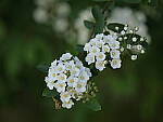 Click to see Y-JG-G95-0902.JPG