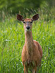 Click to see Y-JG-G95-0988-MOD.JPG