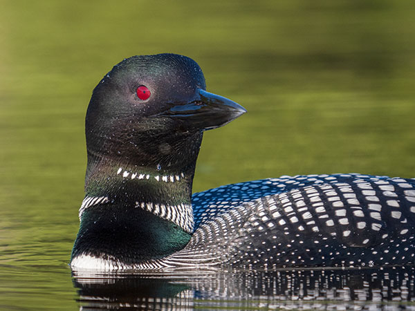 Panasonic G95 Review: Field Test -- Gallery Image
