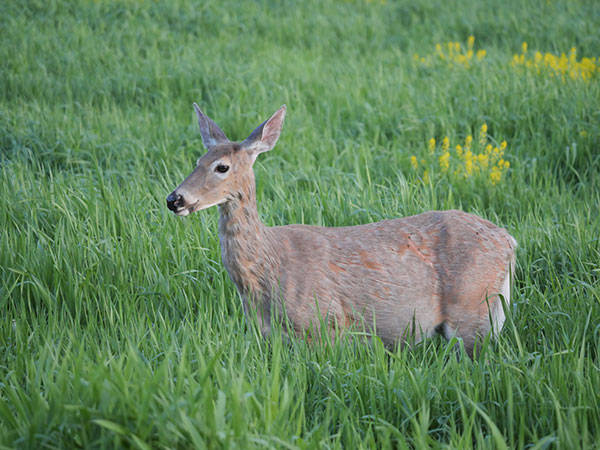 Panasonic G95 Review: Field Test -- Gallery Image