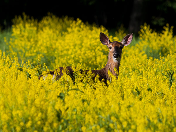 Panasonic G95 Review: Field Test -- Gallery Image