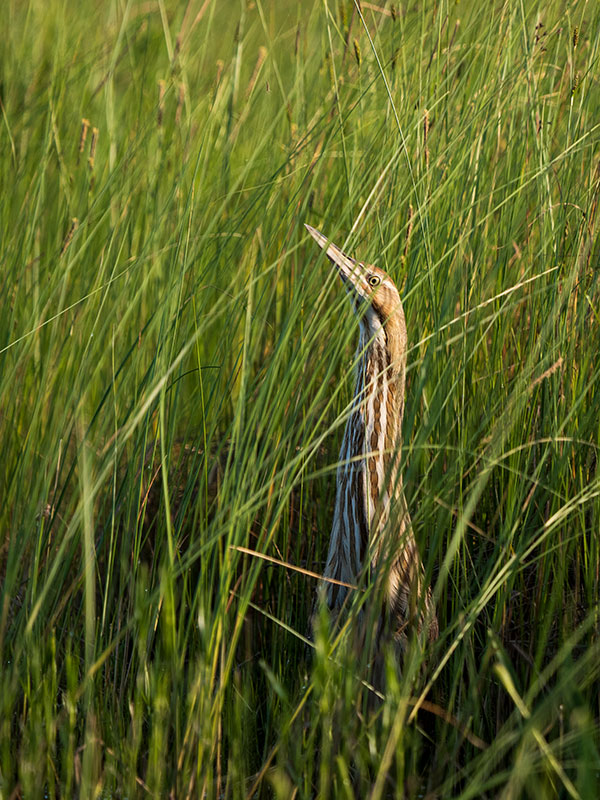 Panasonic G95 Review: Field Test -- Gallery Image