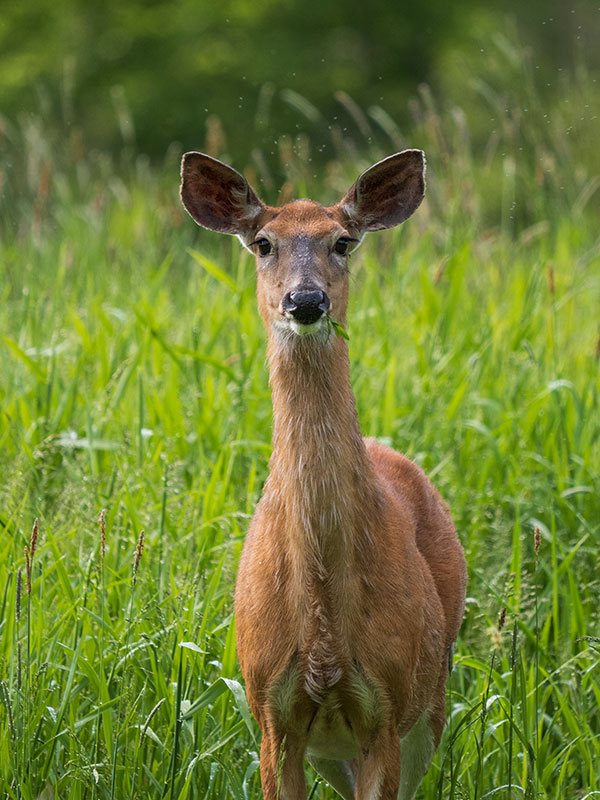 Panasonic G95 Review: Field Test -- Gallery Image