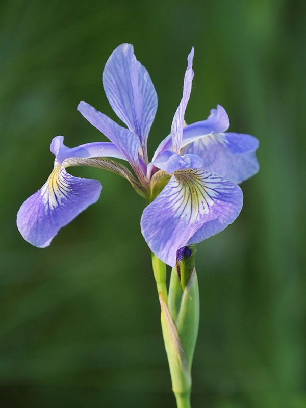 Panasonic G95 Review: Field Test -- Gallery Image