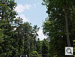 Click to see GF5PINE_ACRu250r03.JPG