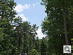 Click to see GF5PINE_SPu250r03.JPG