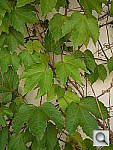 Click to see YP1000196.jpg