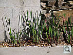 Click to see YP1000205.jpg