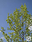 Click to see YP1000207.jpg