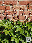Click to see YP1000214.jpg