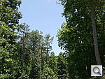 Click to see GF6PINE.JPG