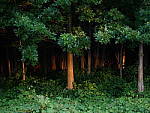 Click to see YP1000755.JPG