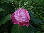 Click to see YP1010069.JPG