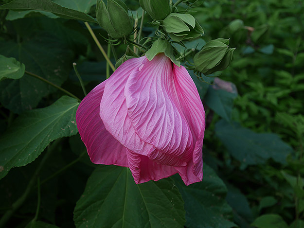 Panasonic GF7 Field Test -- Gallery Image