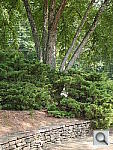 Click to see YP1020899.JPG