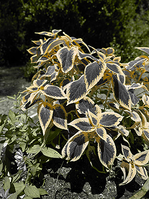 Panasonic GH3 review -- Partial Color filter