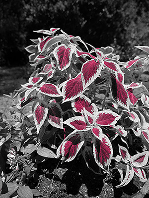 Panasonic GH3 review -- Partial Color filter