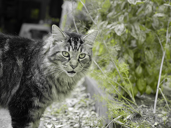 Panasonic GH3 review -- Partial Color filter