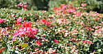 Click to see YP1190033-stillframe.jpg