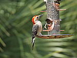 Click to see YP1190199.JPG