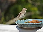 Click to see YP1190216.JPG