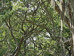 Click to see YP1190260.JPG