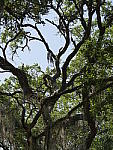 Click to see YP1190263.JPG